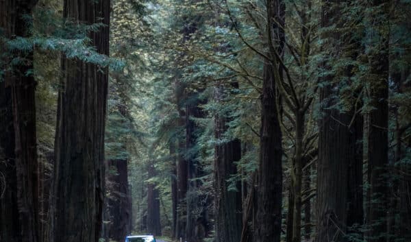 Escape Camper Van driving through redwoods on a California National Parks Tour