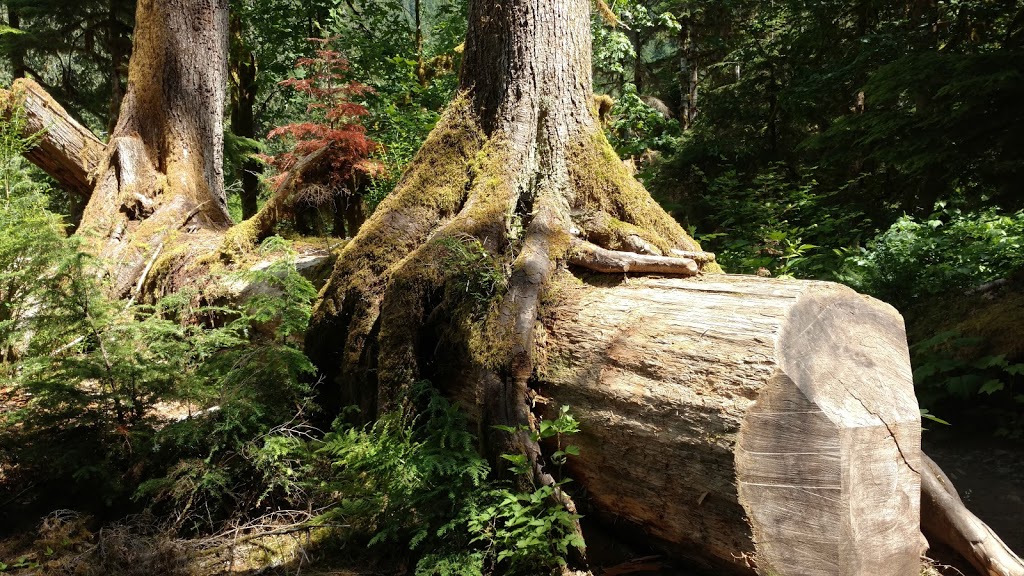 Nurse Tree in Staircase, Olympic National Park, near Seattle.