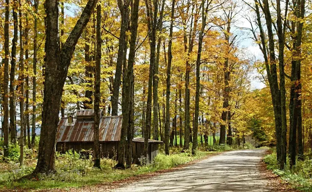 Trees on a Vermont Route 100 road trip