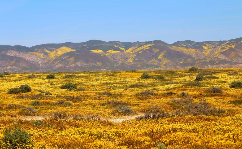 A field of flowers blooming.