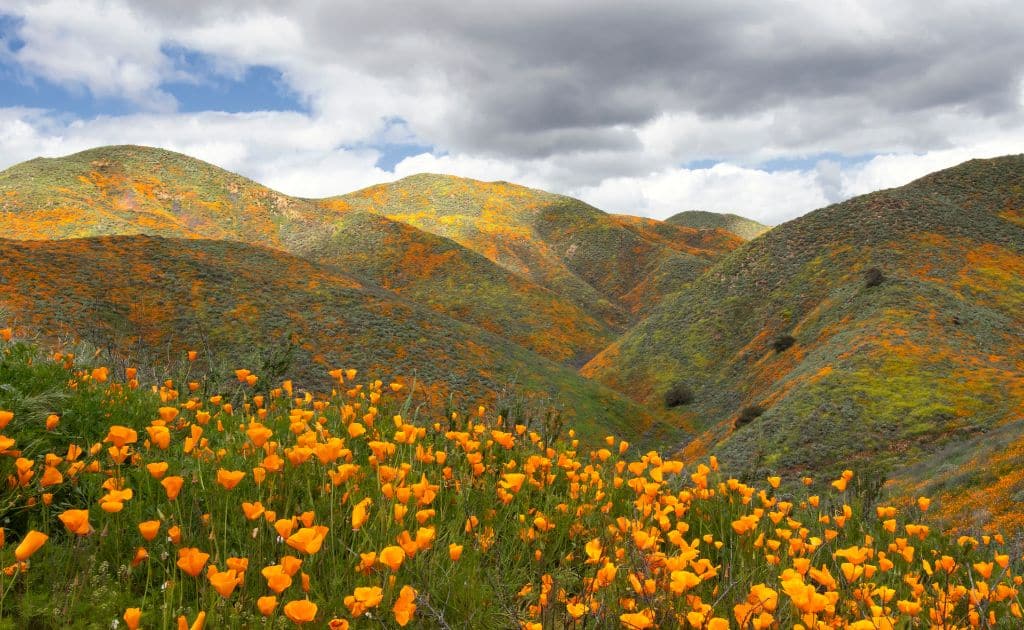 Poppies during a superbloom event.