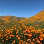 A field of Poppies in California.