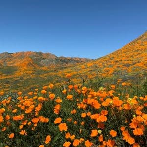 A field of Poppies in California.