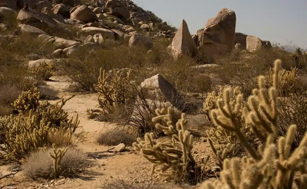 Anza Borrego 
