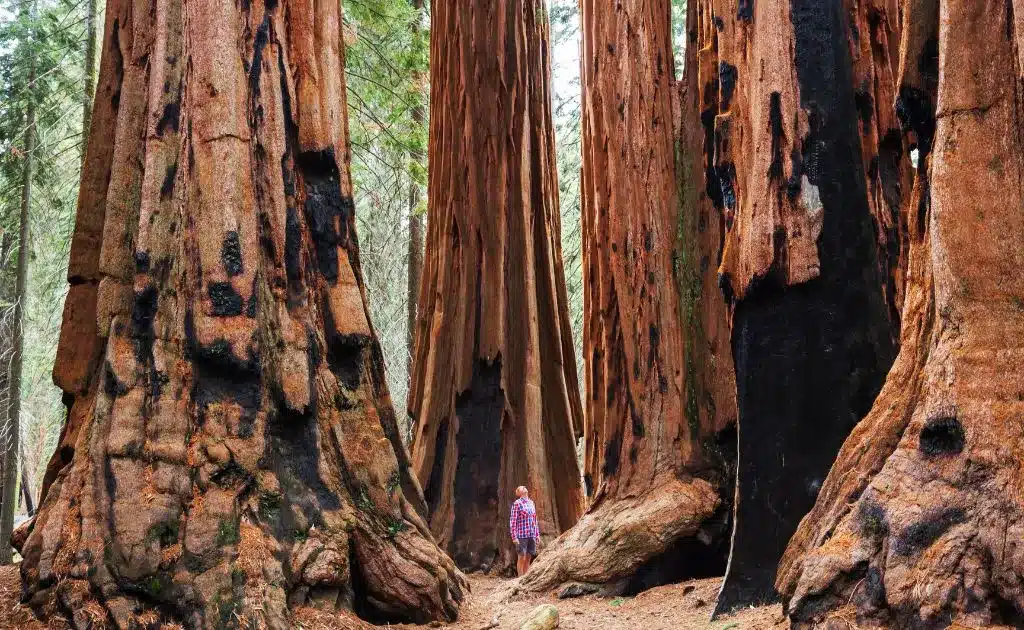 Person standing in Sequoia National Park